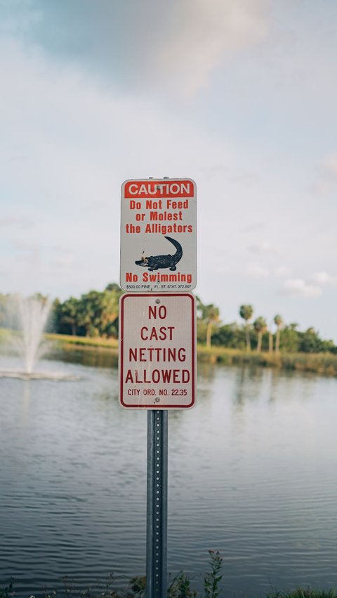 Banyak Ditemukan di Jalan, Ini Alasan Florida jadi Negara Favorit Aligator dan Buaya