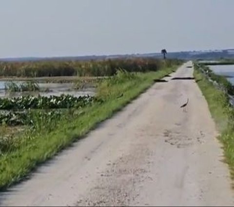 Banyak Ditemukan di Jalan, Ini Alasan Florida jadi Negara Favorit Aligator dan Buaya