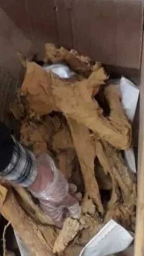 10 Ton Tulang Berusia 3000 Tahun Ditemukan, Ada Kerangka Sembilan Bocah yang Dikubur Bersama Kuda dan Domba