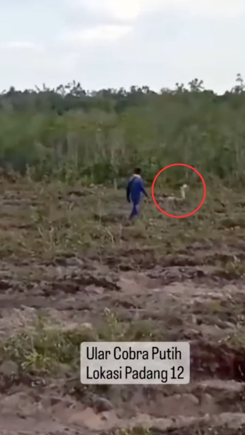 Penampakan Ular Cobra Putih Penunggu Hutan Kalimantan