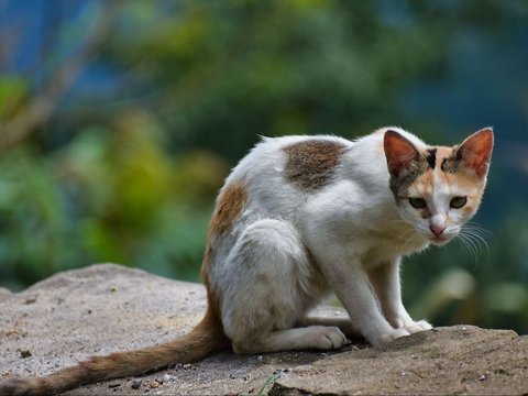 Cara Mengatasi Gigitan Kucing Liar