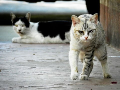 Risiko Komplikasi Gigitan Kucing Liar