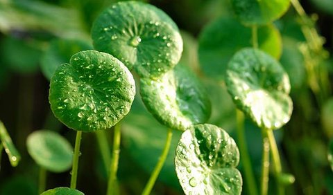 Gotu kola adalah herba tahunan dalam keluarga tanaman berbunga Apiaceae. Tanaman ini asli daerah tropis Afrika, Asia, Australia, dan pulau di Samudra Pasifik barat. Gotu kola tidak berbau, daunnya hijau berbentuk kipas, dan tumbuh di dalam dan di sekitar air.