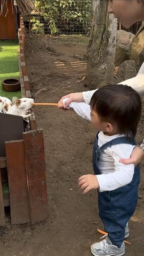 Nikita Willy juga terlihat mengajak Baby Issa untuk memberikan makan kelinci