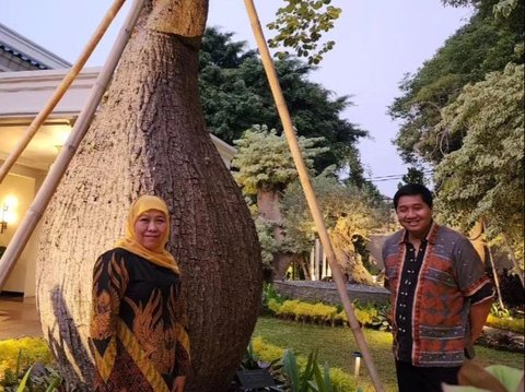 Gubernur Jatim Pamerkan Pohon Botol Berusia 2 Abad, Ini Potret Uniknya