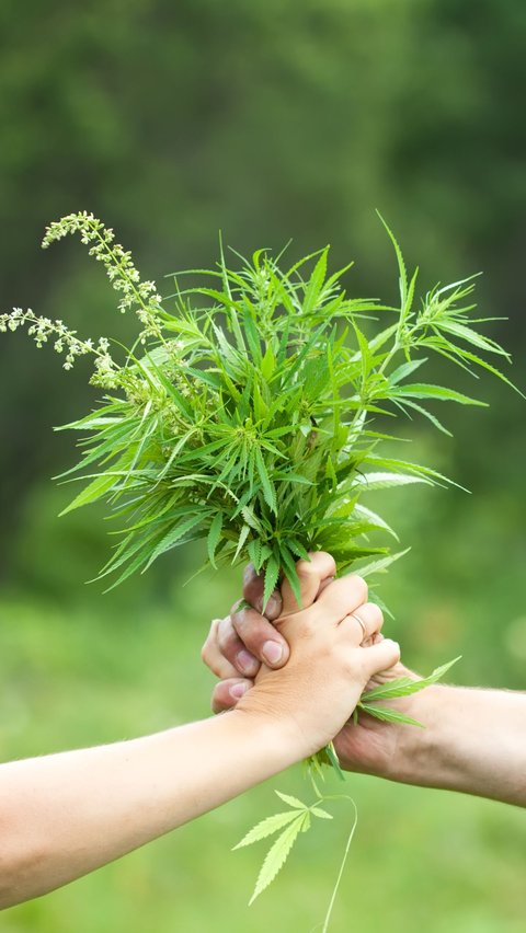 Jual Ganja di Warung Kopi, Ibu Paruh Baya di Tapanuli Selatan Ditangkap Polisi