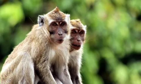 Komplotan Monyet Ekor Panjang Serang Rumah Penduduk, Ambil Makanan & Lukai Warga