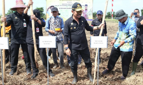 Mitigasi El Nino, Mentan Panen Raya dan Tanam Padi di Barito Kuala