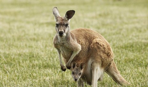 7 Hopping Facts About Kangaroos | trstdly: trusted news in simple english