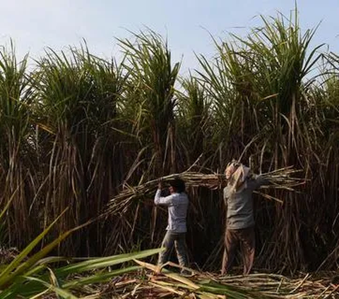 Program Makmur Jadi Upaya Kejar Target Swasembada Gula, Produktivitas Tebu Naik Jadi Segini