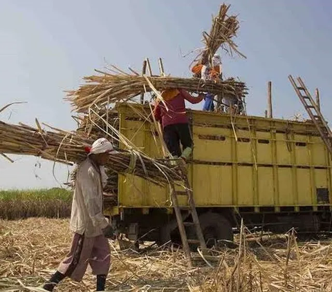 Program Makmur Jadi Upaya Kejar Target Swasembada Gula, Produktivitas Tebu Naik Jadi Segini