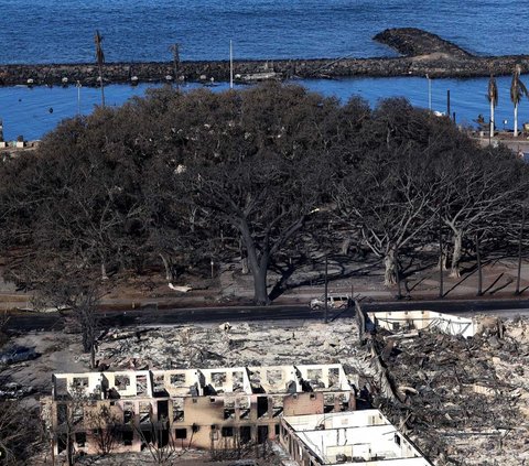 Kebakaran hutan mematikan telah meluluhlantakkan Kota Lahaina, Maui, Kepulauan Hawaii, Amerika Serikat. <br /><br />Namun, di antara reruntuhan itu terdapat landmark kota yang masih berdiri, yakni pohon beringin berusia 150 tahun.