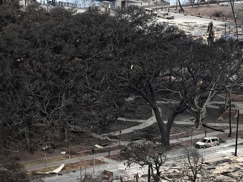 FOTO: Pohon Beringin Ratusan Tahun Hangus Dilalap Kebakaran Hutan di Hawaii, tapi Masih Berdiri Kokoh