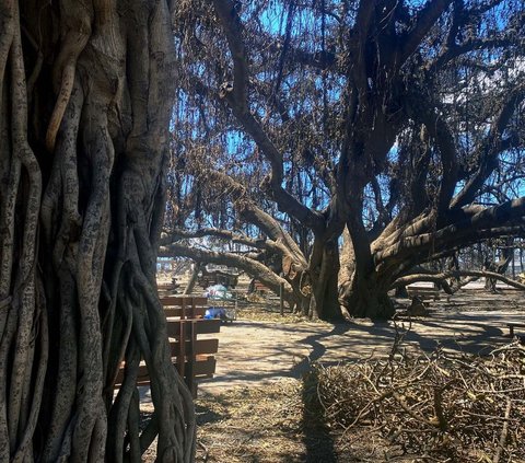 FOTO: Pohon Beringin Ratusan Tahun Hangus Dilalap Kebakaran Hutan di Hawaii, tapi Masih Berdiri Kokoh