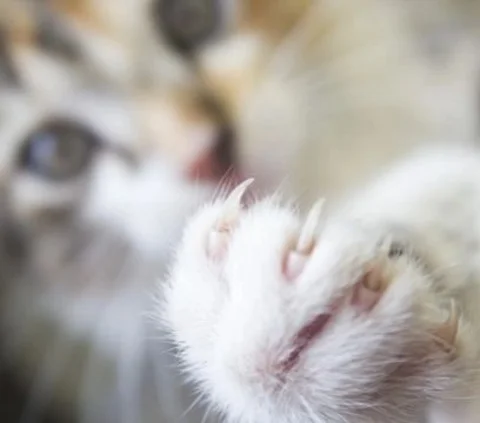 Penyakit Cakar Kucing yang Perlu Diwaspadai, Ketahui Gejala dan Cara Mencegahnya