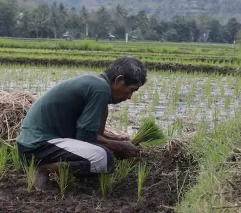 Pemkab Banyumas Optimistis Padi di Wilayahnya Selamat dari Kekeringan, Ini Penjelasannya