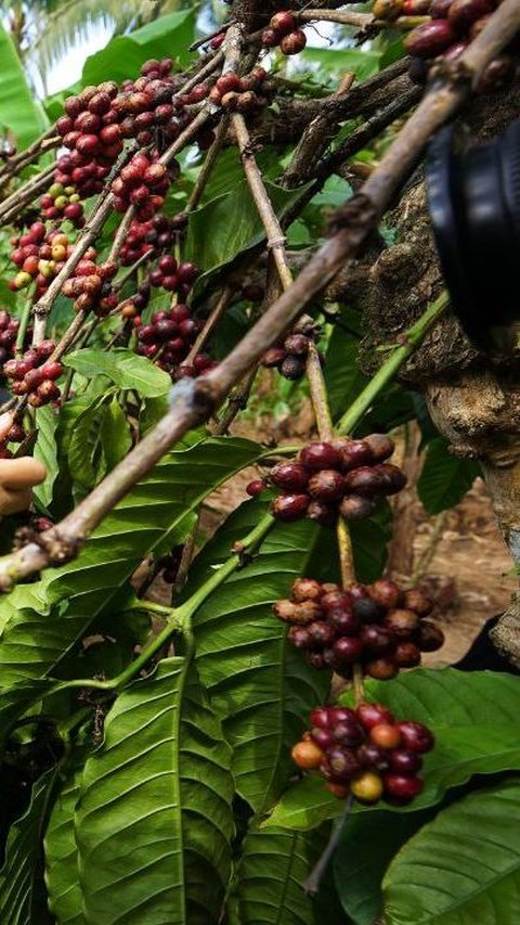 Pengembangan potensi pertanian kopi lokal menjadi prioritas Banyuwangi.