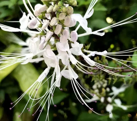 Selain itu, senyawa methylripariochromene yang ada dalam tanaman ini telah terbukti mampu menurunkan tekanan darah sistolik pada tikus, menurut sebuah penelitian.