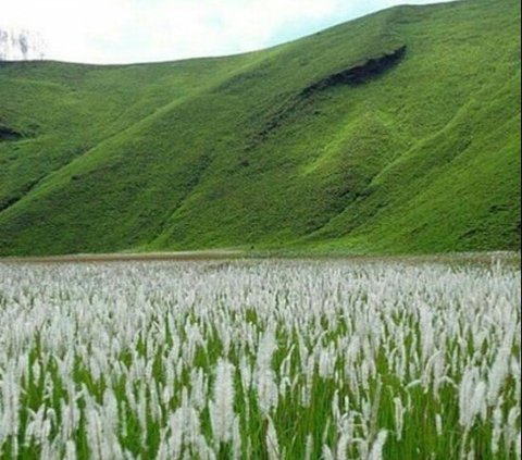 Eksotisme Kawah Wurung Bondowoso, Miniatur Gunung Bromo Mirip Bukit Teletubbies