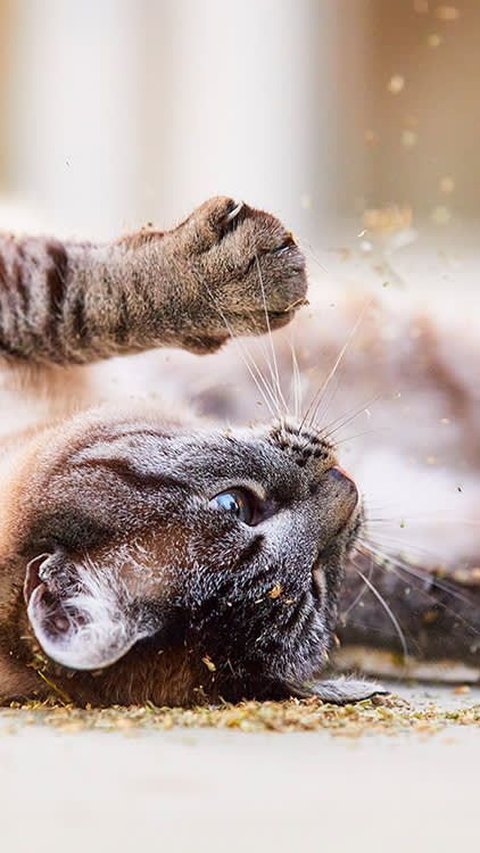 Namun, ada lebih banyak lagi yang perlu Anda ketahui tentang catnip selain dari efeknya yang menghibur ini. Mari kita telusuri lebih dalam mengenai apa itu catnip, bagaimana pengaruhnya pada kucing, dan manfaatnya yang tak hanya membuat mereka mabuk kebahagiaan.