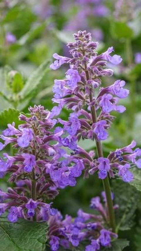 Catnip, atau disebut juga Nepeta Cataria, adalah tanaman semak yang tumbuh sepanjang tahun dan merupakan anggota keluarga mint.