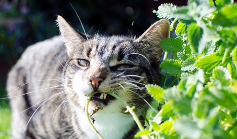 Kucing yang terpengaruh oleh catnip sering kali akan terlihat lebih aktif, menggosokkan diri pada benda-benda di sekitarnya, berguling-guling di lantai, atau terlihat sangat tergila-gila.