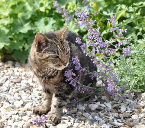 Tak Hanya Bikin Mabuk, Ini Manfaat Catnip Untuk Kucing