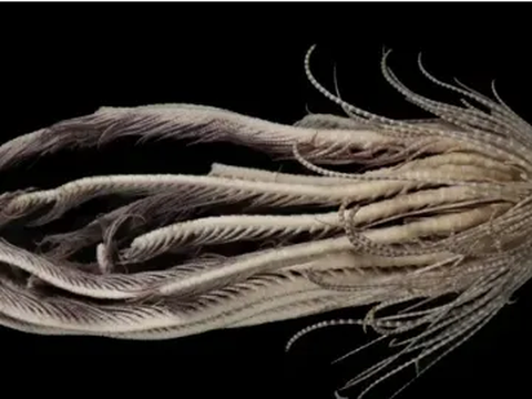 Ilmuwan Temukan Spesies Baru Monster Laut dengan 20 Lengan, Begini Bentuknya