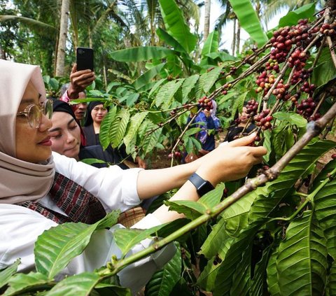 Banyuwangi Daftarkan Paten Indikasi Geografis Kopi Robusta