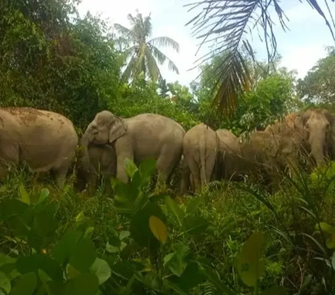 Seekor Anak Gajah Ditemukan Mati di Provinsi Riau, Ini Penyebabnya