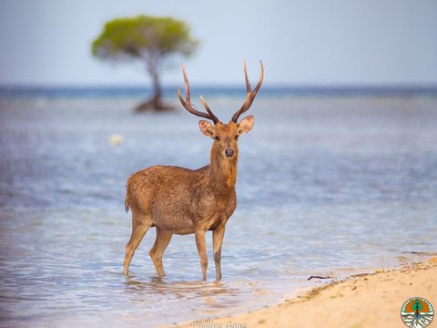 Kabar Gembira dari Pulau Dewata, Populasi Jalak Bali di TNBB Melonjak