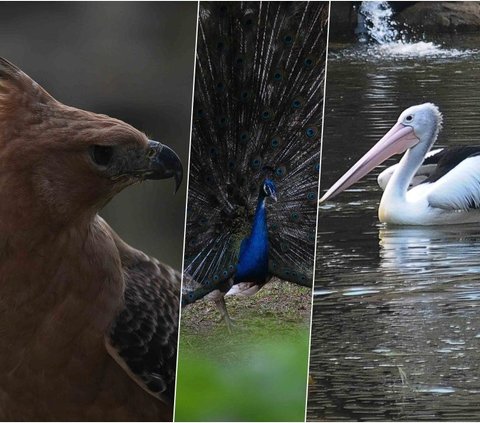 Taman Burung Jagat Satwa setidaknya memiliki 2.000 ekor lebih burung dengan tiga ikonik yaitu Elang Jawa, Merak Hijau,  dan Udan Kacamata.