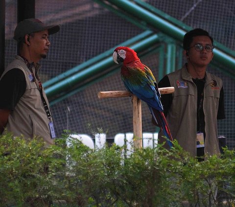 Keeper menjaga pergerakan satwa jenis burung yang ada di Taman Jagat Satwa Nusantara, Jakarta, Selasa (15/8/2023).