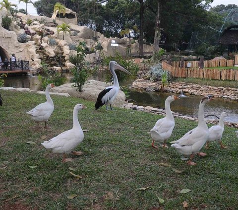 Taman burung di TMII kini menjadi Taman Burung Jagat Satwa Nusantara yang memberikan eduwisata yang terbagi menjadi tiga kawasan utama sesuai dengan persebaran dan ordo burung Indonesia.