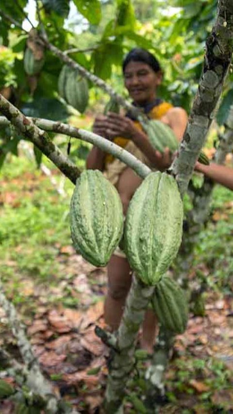 Pohon Kakao Sudah Ada 10 Juta Tahun Lalu, 6.000 Tahun Kemudian Cokelat Baru Dikonsumsi