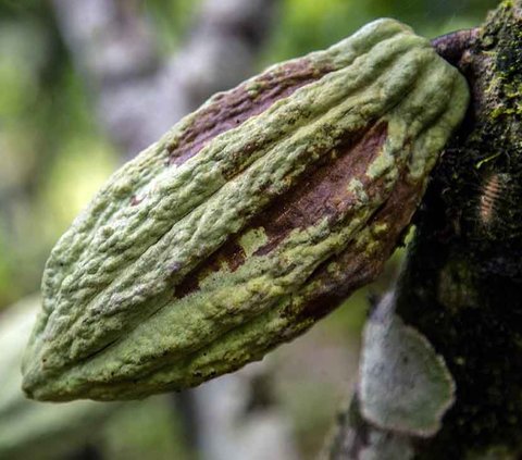 Menurut penelitian baru, pohon kakao (Theobroma cacao) berusia 10 juta tahun. Ini jauh lebih tua dari perkiraan sebelumnya.