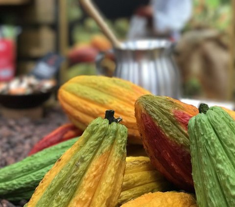 Pohon Kakao Sudah Ada 10 Juta Tahun Lalu, 6.000 Tahun Kemudian Cokelat Baru Dikonsumsi