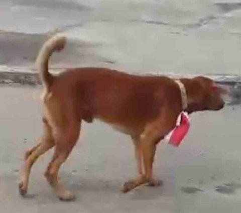 Laporan Dicabut, Pelaku Ikat Bendera Merah Putih ke Anjing Bebas & Ikrar Cinta NKRI Depan Bupati