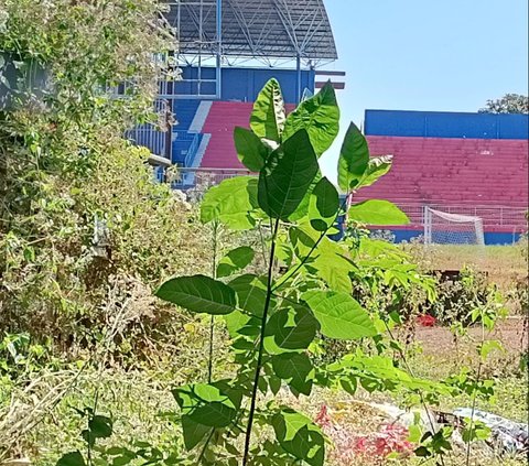 Potret Terkini Stadion Kanjuruhan Usai Tragedi, Horor Dipenuhi Semak Belukar