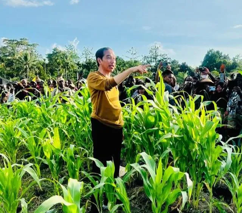 DPR Bakal Tanya Implementasi Food Estate