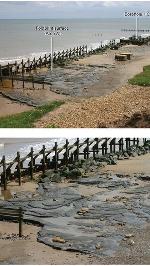 Arkeolog Temukan Jejak Kaki Berusia 800.000 Tahun di Pantai, Ukurannya Seperti Kaki Manusia Modern