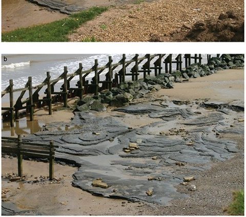 Arkeolog Temukan Jejak Kaki Berusia 800.000 Tahun di Pantai, Ukurannya Seperti Kaki Manusia Modern