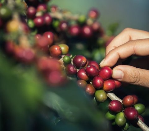 Dataran tinggi Wonosalam, Kabupaten Jombang, Jawa Timur, dikenal dengan sejumlah komoditas perkebunan berkualitas. Mulai dari durian, salak, pisang, cengkih hingga kopi. Wonosalam jadi salah satu tujuan wisata favorit.