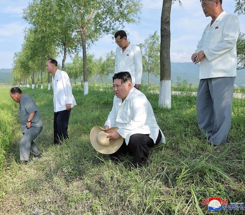 Pemandangan tak biasa terlihat dalam foto-foto terbaru yang dirilis KCNA, kantor berita pemerintah Korea Utara, pada Jumat (18/8/2023). Dalam foto tersebut pemimpin Korea Utara Kim Jong-un tampak jongkok di pinggir sawah. Wajahnya juga tampak serius.