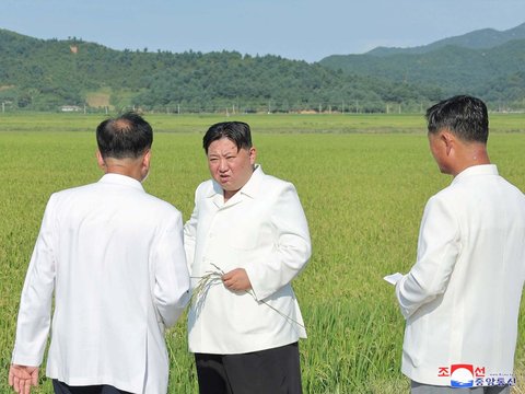 FOTO: Ekspresi Kim Jong-un Jongkok di Pinggir Sawah, Cek Langsung Padi yang Rusak Akibat Topan