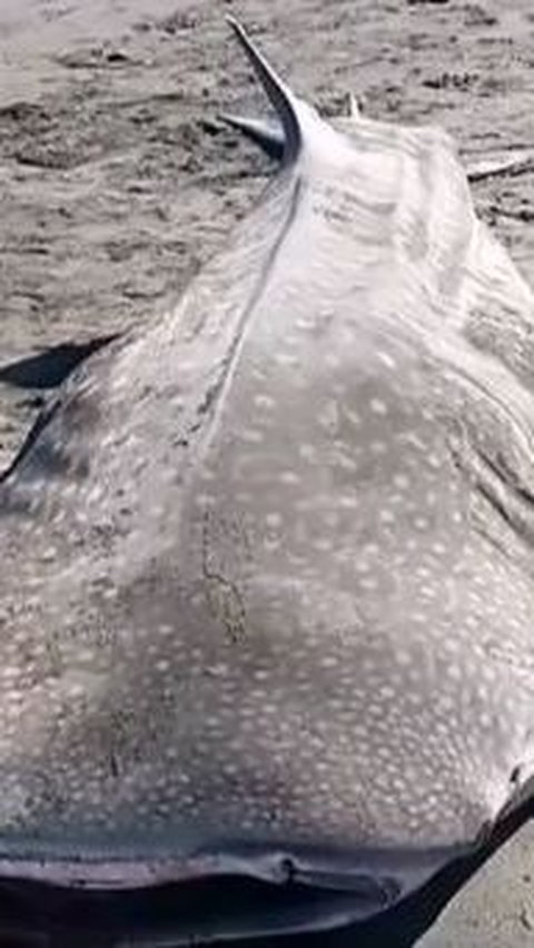 Cerita Hiu Tutul Sepanjang 5 Meter yang Mati di Tepian Pantai Purworejo, Tubuh Penuh Luka