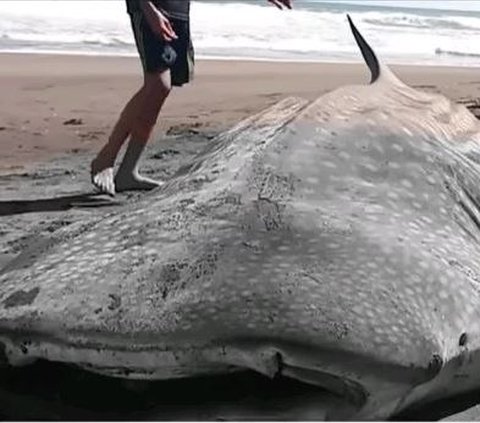 Cerita Hiu Tutul Sepanjang 5 Meter yang Mati di Tepian Pantai Purworejo, Tubuh Penuh Luka