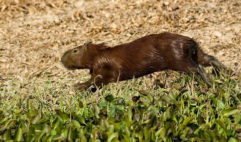 8 Surprising Facts About Capybaras