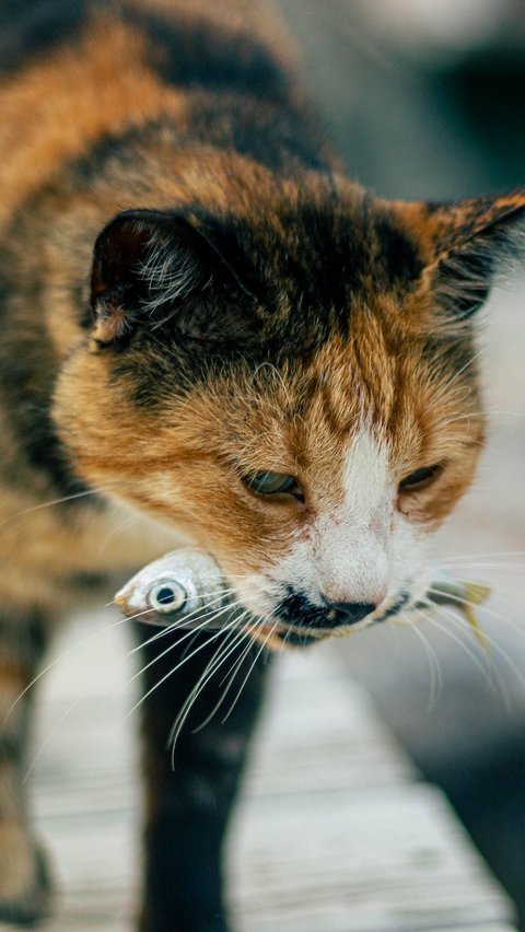 Sudah Tahu Belum Kalau 13 Makanan Ini Bisa Dimakan Kucing?