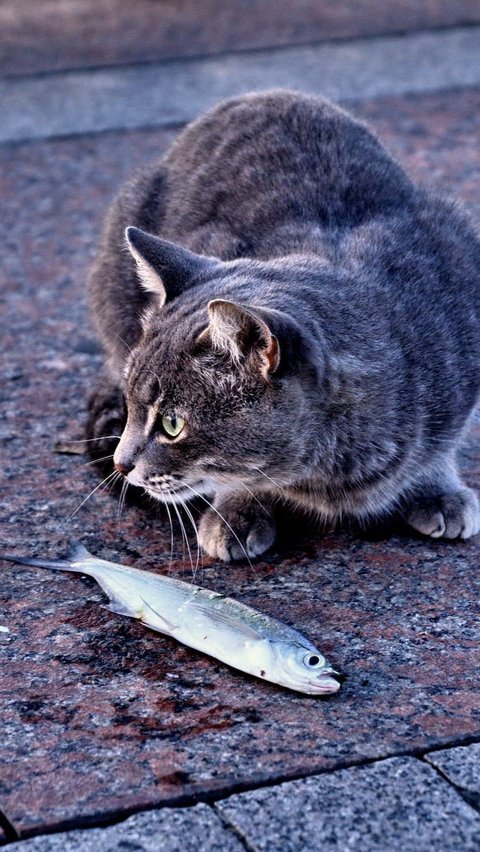 Meskipun banyak makanan khusus untuk kucing yang dijual di pasaran, tak jarang kita melihat kucing peliharaan kita tertarik pada makanan manusia. Tapi, tahukah Anda bahwa sebenarnya ada beberapa makanan manusia yang aman untuk diberikan kepada kucing?